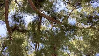 復活するアメリカ、危うき日本