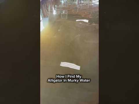 How I Find My Alligator In Murky Water #shorts #alligator