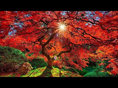 Magical Autumn Day Ambience - Birdsong, rustling leaves, wind chimes