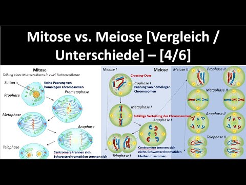 Mitosis and Meiosis - Difference / Comparison [4/6] - [Biology, Upper Secondary School]