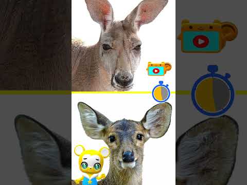 【知育】いきものクイズ！カンガルー★子供向け知育動画 ★#shorts