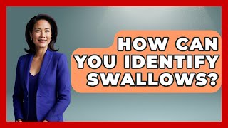 How Can You Identify Swallows - Bird Watching Diaries