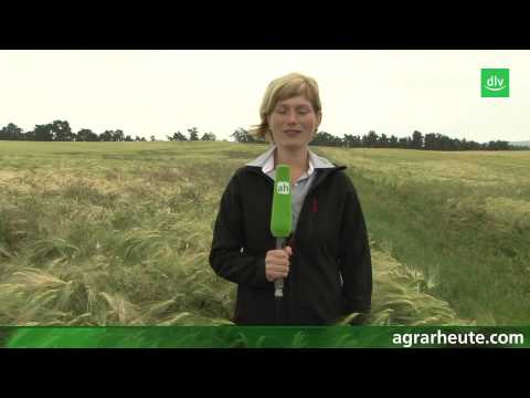 Vegetation report: Chase brome from the field