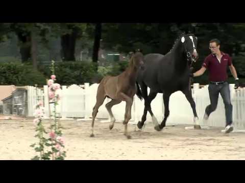 Hengstfohlen von Ampère - De Niro - Liberty Son