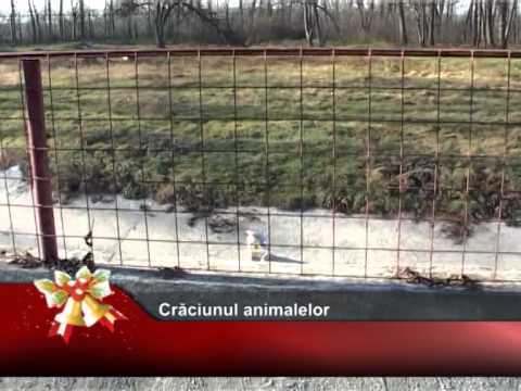 Craciunul animalelor