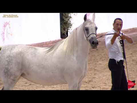 N 90 HAKIMA L AZRI   A H  Moroccan Breeders' Cup 2019   7+ Years Old Mares Class 5