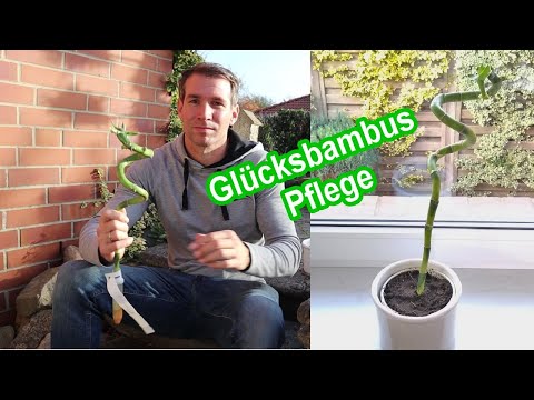 Glücksbambus Dracaena Sanderiana Pflege - Ikea Bambus pflegen, gießen, düngen, Standort, schneiden