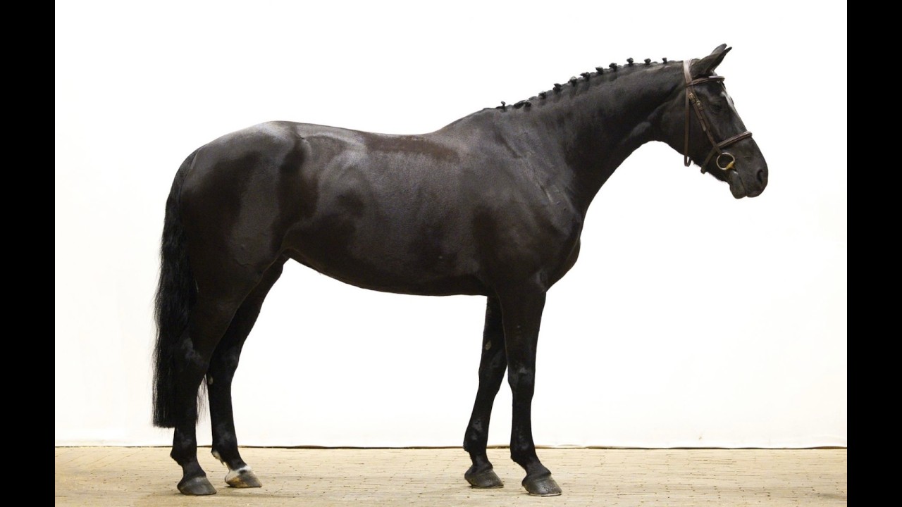 Odesta Zen Senti (FALAISE DE MUZE x NUMERO UNO) video 1