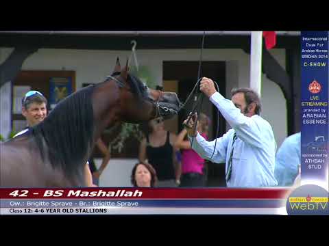 Strohen - C-Show - Class 12