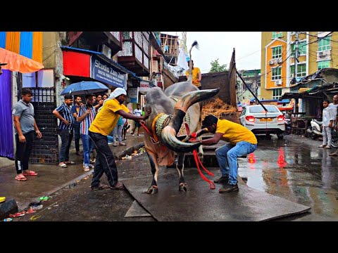 🔥 BIGGEST KANKAREJ OF  BRIGHT STREET KOLKATA. #shorts#trending #kolkatacow2023 #kolkatacow202#fypシ