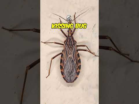 Top 5 Most Dangerous Flying Insects.