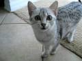 Egyptian Mau Kitten 