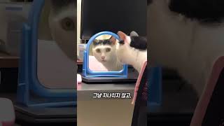 고양이가 느끼는 주인의 변화!