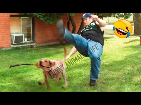 Best Funny Animal Videos 2022 😺 - Funniest Dogs And Cats Videos 🤣😂