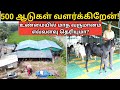 This Is The Reality Of Goat Farming Actual Profit Status Of Goat Farms