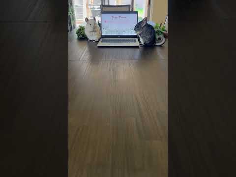 Day 45! #petsrule #chinchilla #shortsviral #viralvideos #funny #presentation #petsofinstagram #love