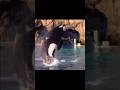 ⚠️FLASH/STROBE⚠️ Ikaika | #orca #killerwhales #cetacean #fypviralシ