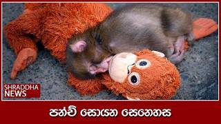 Download lagu පන්ච් සොයන සෙනෙහස mp3 Download lagu පන්ච් සොයන සෙනෙහස mp3