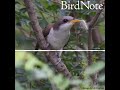 Yellow-billed Cuckoo — Rain Crow