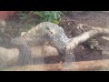 KOMODO DRAGON CLOSE UP