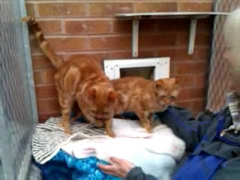 New cats for John, Glynis and Tom Leaman