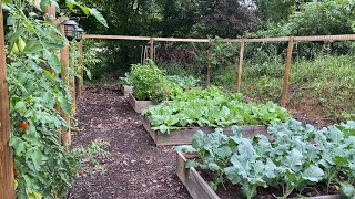 Fall Planting | Lettuce and Carrots | EverCrest