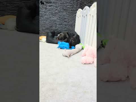 Video 1