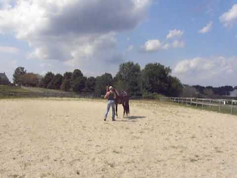 KT's Training Tips - Exercises for the Sensitive Horse