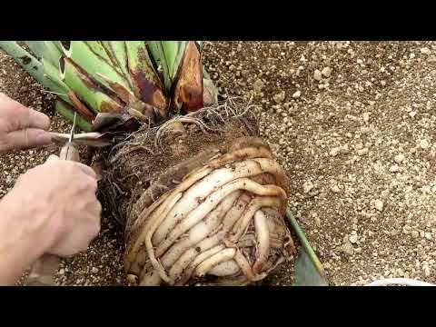 園芸 白いストレリチア、白い極楽鳥、白い花が咲く野生バナナ、ケープワイルドバナナ