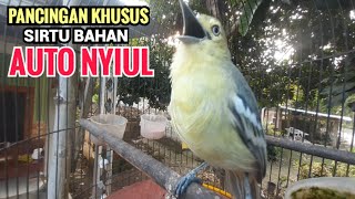 Download lagu Suara Sirtu Gacor Nyiul Variasi Pancingan Khusus buat sirtu bahan agar cepat nyaut Ikutan Bunyi mp3