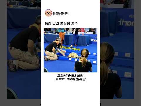 현실판 토끼와 거북이