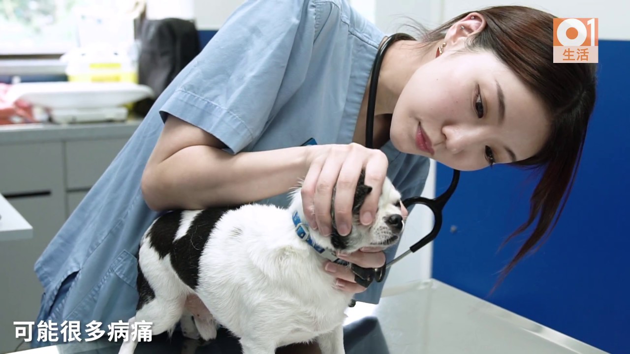 為當獸醫護士不惜與母反面靚仔男護行動證明：𠵱份工好有價值