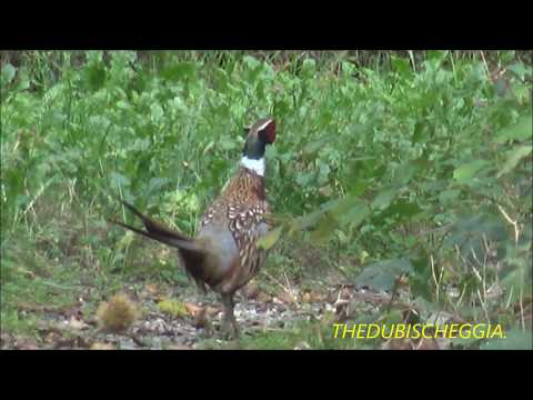 INCONTRO CON UN FAGIANO IN APERTA CAMPAGNA A BORGO S. DALMAZZO  (CN) DOM. 29 - 9 - 2019