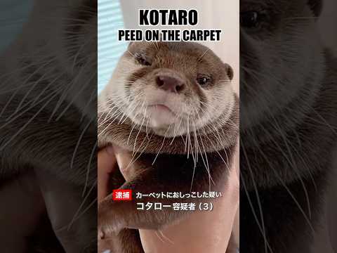 ヨーロッパカワウソの分布.png