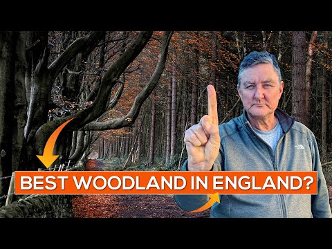 Best Woodland UK location? Dark Hedges of Derby