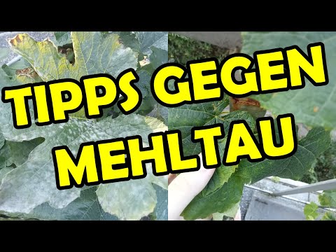 , title : 'Audio Tipps gegen Mehltau, falscher Mehltau vs echter Mehltau'