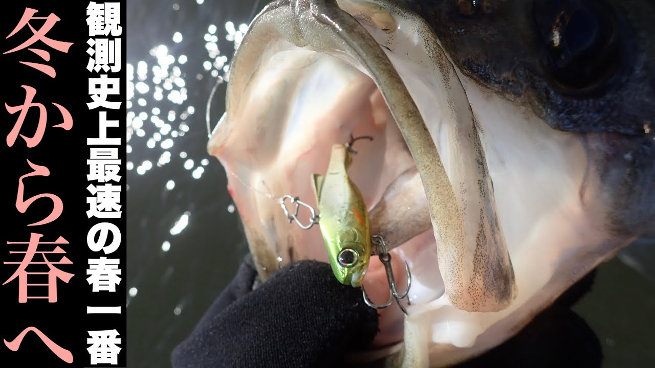 【観測史上最速】冬から春へ！これから海はどう変わっていくのか？【春一番】