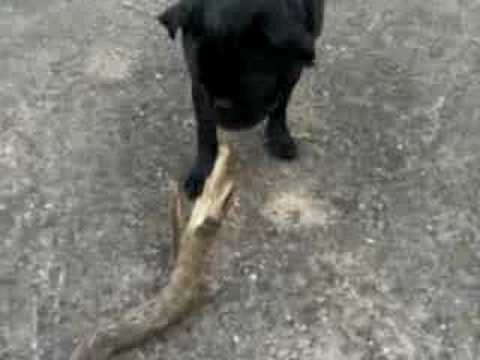 Kampfmöpse in Burguffeln