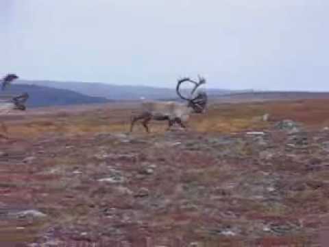 Caribou on the move at Aventure Tunilik