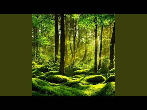 Calming Forest Vibes