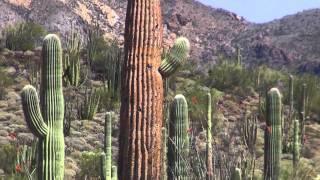 Organ Pipe Cactus National Monument, Ajo, Southern Arizona