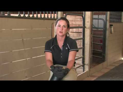 Horse Riding Hunters & Show Jumpers