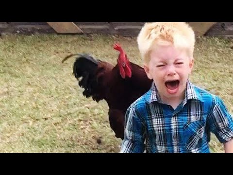 , title : 'Vicces csirkék üldözik a gyerekeket és a felnőtteket - vicces videók 2022'