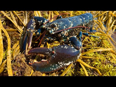 Coastal Foraging and Rockpooling - Lobsters, Crabs and Sea Creatures with cookup | The Fish Locker