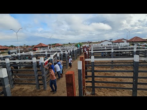 Feira do gado em Craíbas Al, dia 28/03/2026.