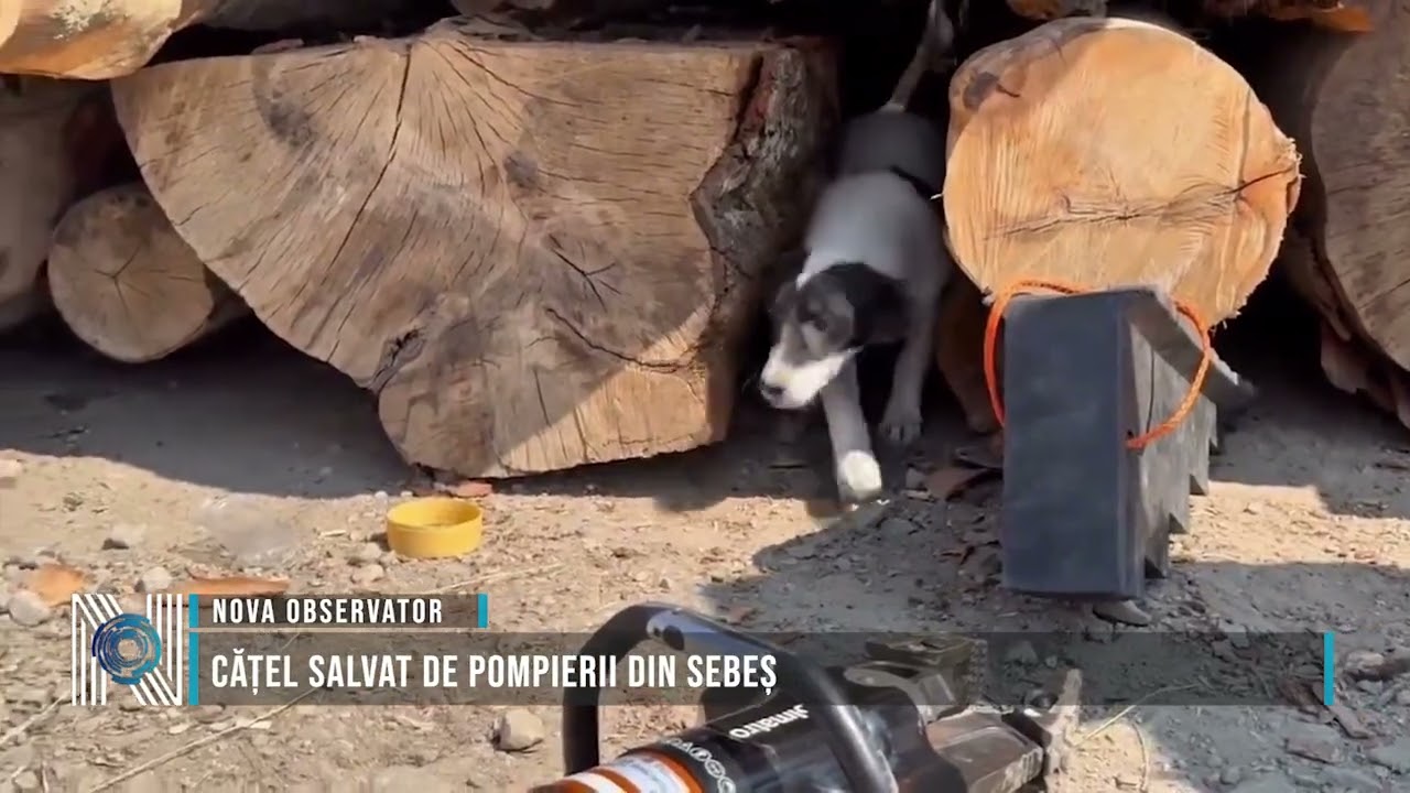 Cățel salvat de pompierii din Sebeș