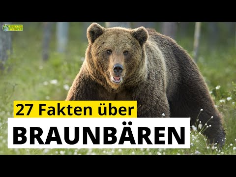 27 Steckbrief-Fakten über Braunbären - Doku-Wissen über Tiere - für Kinder