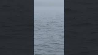 Puffins in Bar Harbor, Maine! | Adventures w/ Robdoesitall