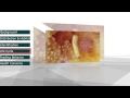 Fruit Fly (Drosophila melanogaster) - Pestec Fruit Fly (Drosophila melanogaster)