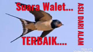 Download lagu Suara Anak Walet terbaik asli dari alam. mp3